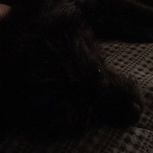 Meet your Posher, Tobi